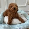 Cama Perro Confort Vichy verde