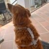 Arnés para perro estrella gris