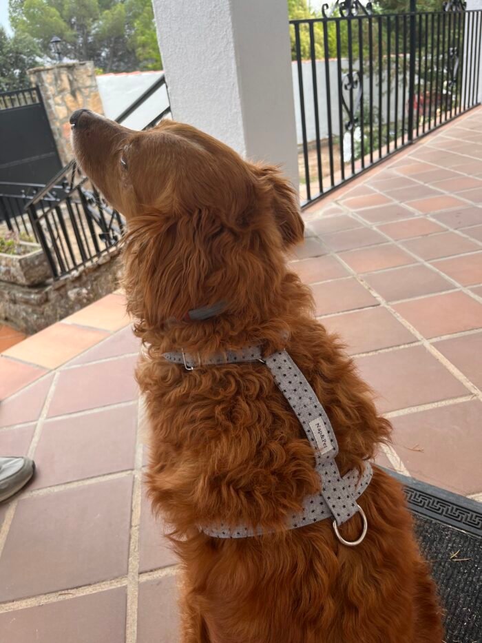 Arnés para perro estrella gris