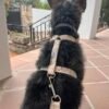 Arnés para perro flor Kiara