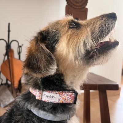 Collar para perro flor Púa