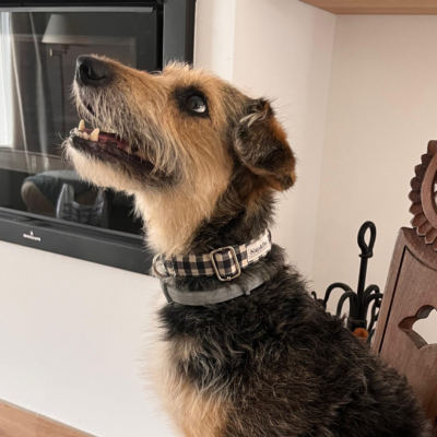 Collar para perro vichy negro