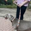 Correa para perro ondas