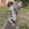 Correa para perro ondas
