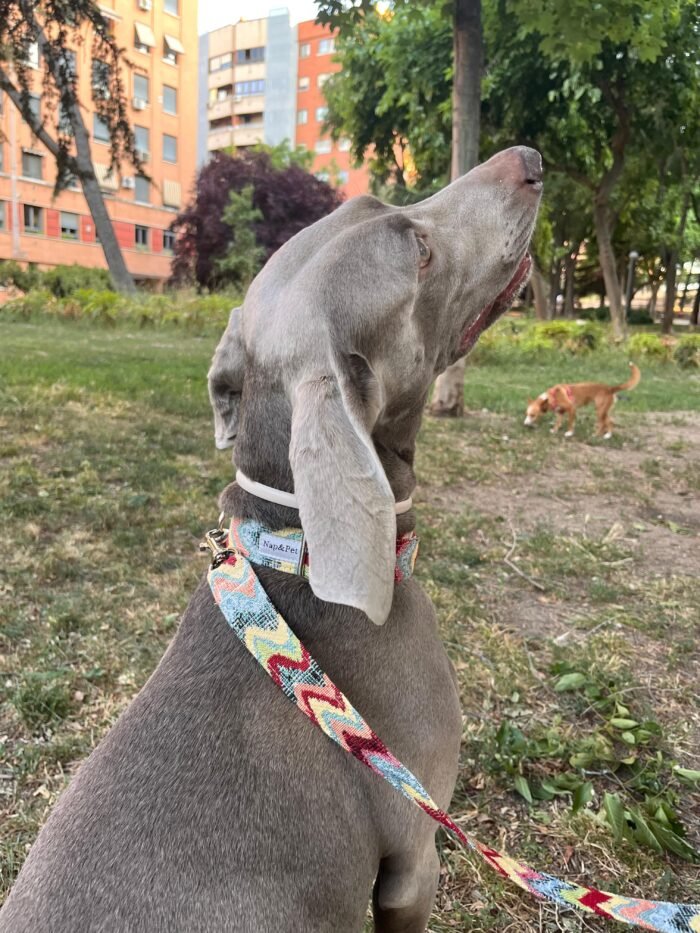 Correa para perro ondas