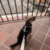 Correa multiposición para perro flor Kiara