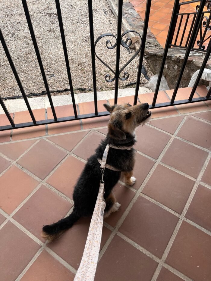 Correa multiposición para perro flor Kiara