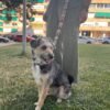 Correa multiposición para perro ondas