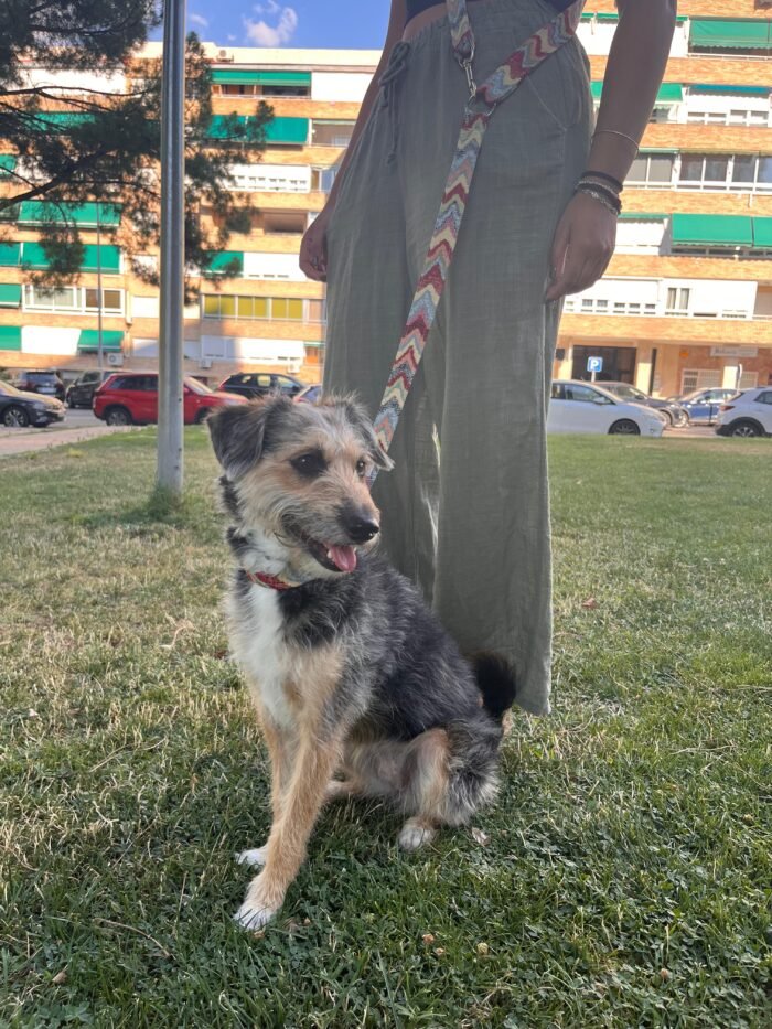 Correa multiposición para perro ondas