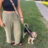 Correa multiposición para perro ondas