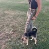 Correa multiposición para perro ondas