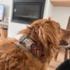 Collar para perro ondas