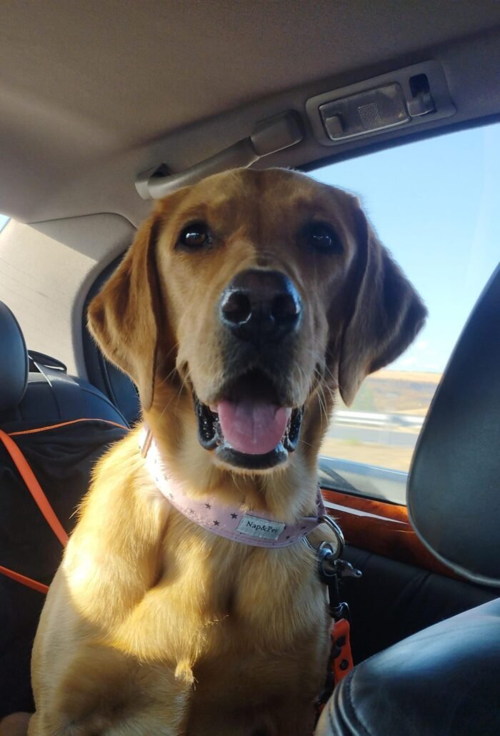 Collar para perro estrella rosa