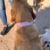 Collar para perro estrella rosa