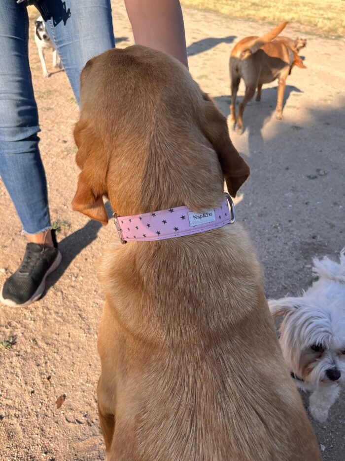 Collar para perro estrella rosa