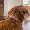 Collar para perro estrella rosa