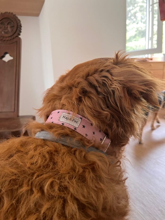 Collar para perro estrella rosa
