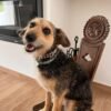 Collar para perro vichy negro
