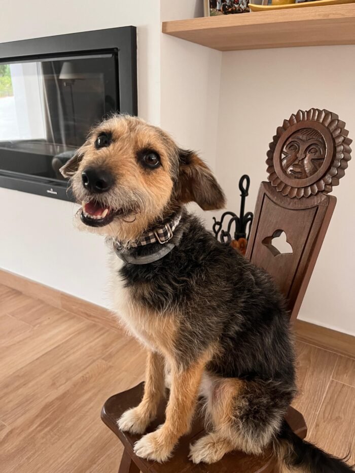 Collar para perro vichy negro
