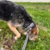 Collar para perro vichy negro