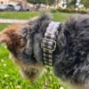 Collar para perro vichy negro
