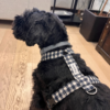 Arnés para perro Vichy Negro